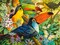 3000 Piece Jigsaw Puzzle, Interlude, Colorful birds, Toucans, Animal puzzles, Nature, Adult Puzzle, Castorland C-300433-2